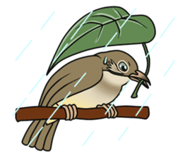 Streak-eared bulbul bird sticker #13016837