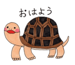 Tortoises KAMEKICHI sticker #13027102