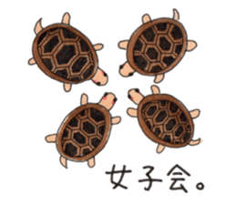 Tortoises KAMEKICHI sticker #13027124