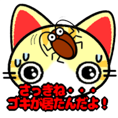 Impertinent babycat2