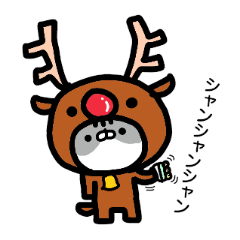 Everyday cat brother