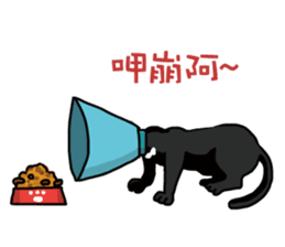 Funny cat's daily life. sticker #13035555