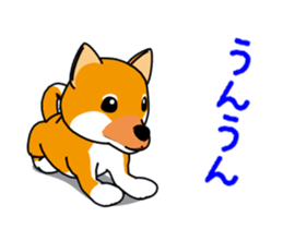 Move! Shiba Inu KOCHACHA. sticker #13052764
