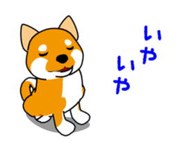 Move! Shiba Inu KOCHACHA. sticker #13052765