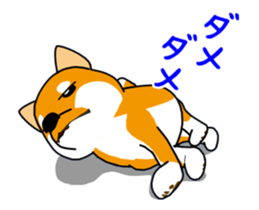 Move! Shiba Inu KOCHACHA. sticker #13052775