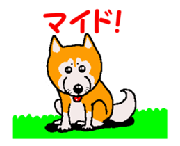 Shiba inu MOMO chan the third as well 34 sticker #13077863