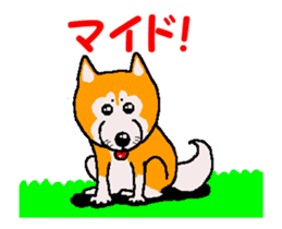Shiba inu MOMO chan the third as well 34 sticker #13077863