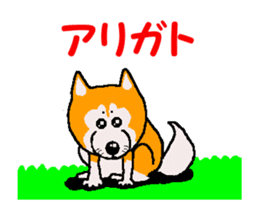 Shiba inu MOMO chan the third as well 34 sticker #13077865