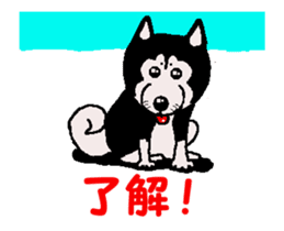 Shiba inu MOMO chan the third as well 34 sticker #13077866