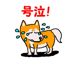 Shiba inu MOMO chan the third as well 34 sticker #13077875