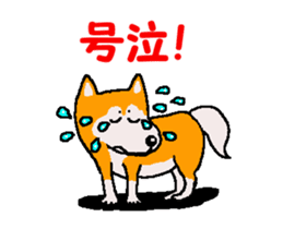 Shiba inu MOMO chan the third as well 34 sticker #13077875