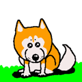Shiba inu MOMO chan the third as well 34