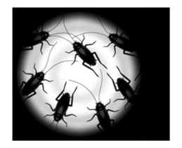 Cockroach moving 3 (English) sticker #13087444