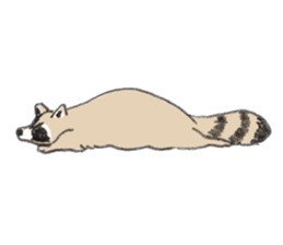 Raccoon dog and raccoon sticker #13087947