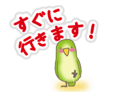 The Parakeet Animated Stickers sticker #13091561