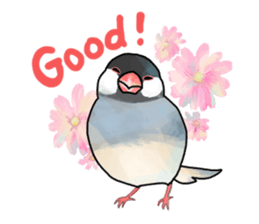 Birds live at their own pace 4. sticker #13112198