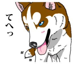 Daily Siberian husky Calm personality sticker #13129270