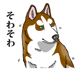 Daily Siberian husky Calm personality sticker #13129271