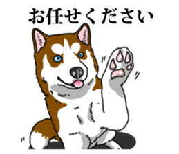 Daily Siberian husky Calm personality sticker #13129272