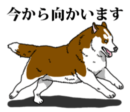 Daily Siberian husky Calm personality sticker #13129277