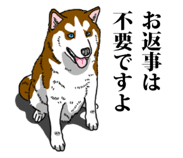 Daily Siberian husky Calm personality sticker #13129278