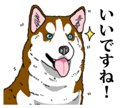 Daily Siberian husky Calm personality sticker #13129282