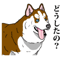 Daily Siberian husky Calm personality sticker #13129283