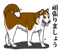 Daily Siberian husky Calm personality sticker #13129284