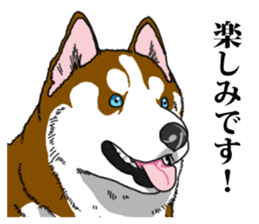 Daily Siberian husky Calm personality sticker #13129285