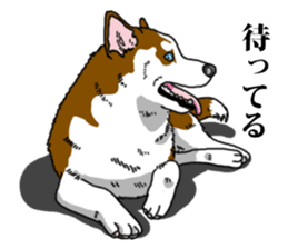 Daily Siberian husky Calm personality sticker #13129286
