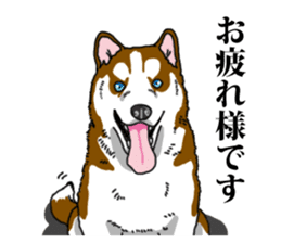 Daily Siberian husky Calm personality sticker #13129287
