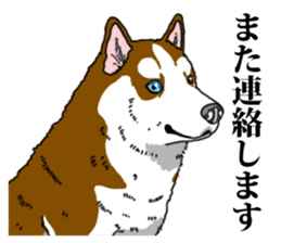 Daily Siberian husky Calm personality sticker #13129288