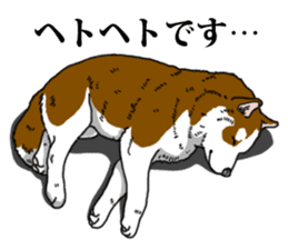 Daily Siberian husky Calm personality sticker #13129289