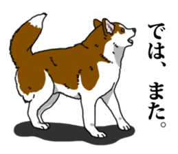 Daily Siberian husky Calm personality sticker #13129291