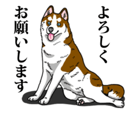 Daily Siberian husky Calm personality sticker #13129292