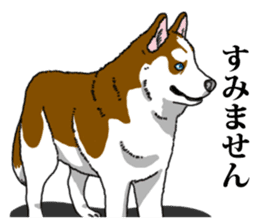 Daily Siberian husky Calm personality sticker #13129295