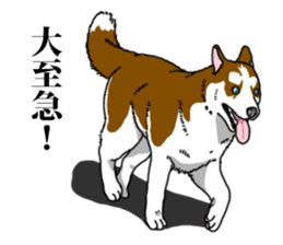Daily Siberian husky Calm personality sticker #13129297