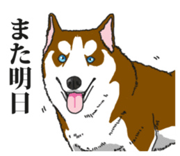 Daily Siberian husky Calm personality sticker #13129298