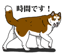 Daily Siberian husky Calm personality sticker #13129299