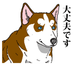 Daily Siberian husky Calm personality sticker #13129302