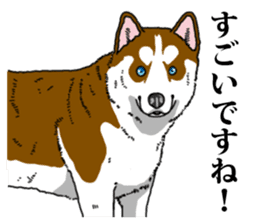 Daily Siberian husky Calm personality sticker #13129303