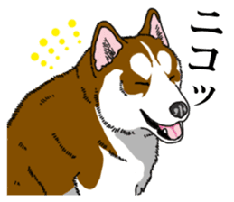 Daily Siberian husky Calm personality sticker #13129307