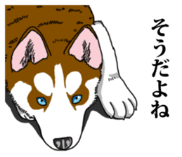 Daily Siberian husky Calm personality sticker #13129308