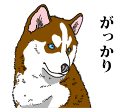 Daily Siberian husky Calm personality sticker #13129309
