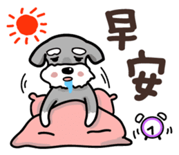 A cute Miniature Schnauzer (Little Fat) sticker #13130356