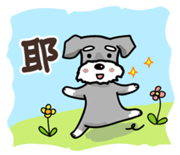 A cute Miniature Schnauzer (Little Fat) sticker #13130363