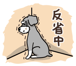 A cute Miniature Schnauzer (Little Fat) sticker #13130365