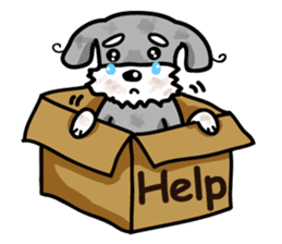 A cute Miniature Schnauzer (Little Fat) sticker #13130372