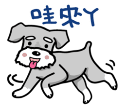 A cute Miniature Schnauzer (Little Fat) sticker #13130377