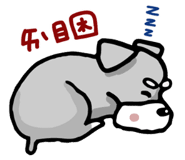 A cute Miniature Schnauzer (Little Fat) sticker #13130378